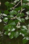 White poplar